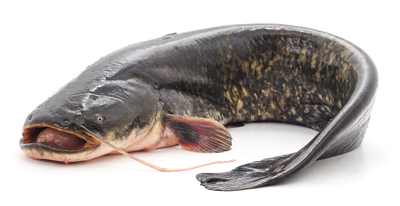 wild catfish